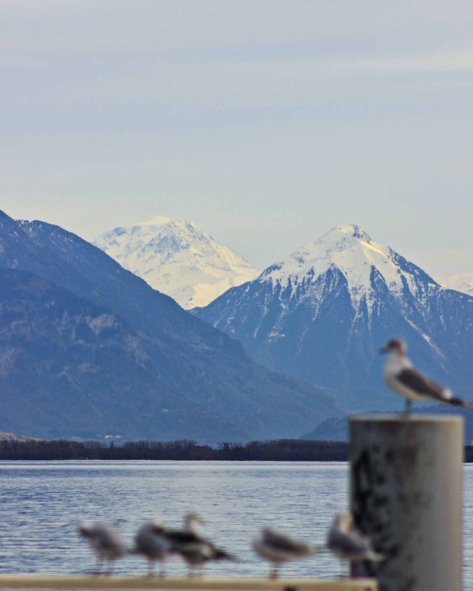 Seagulls in formation on one of the piers of Lake Evian with the Swiss Alps in the background, 2022.