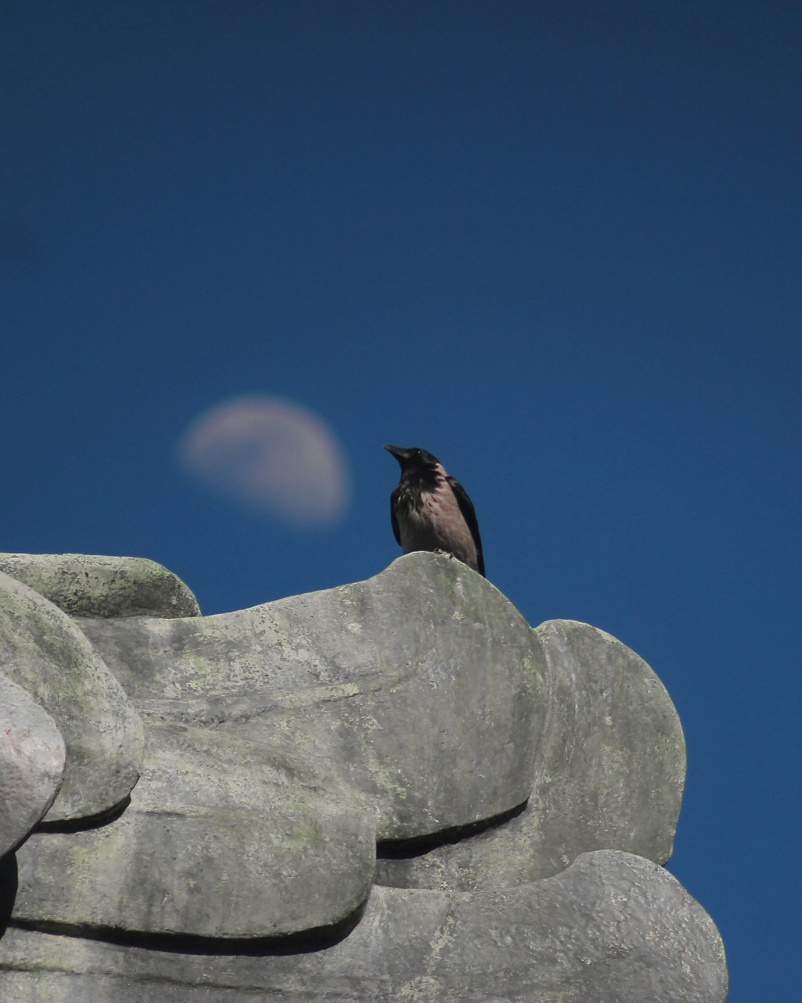 Hooded crow standing on the wings of the lighthouse/statue of Farro della Vittoria of the roman victory goddess, with the moon in the background, 2025.